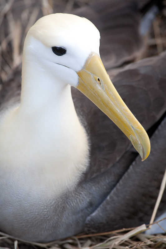 galapagos albatross
